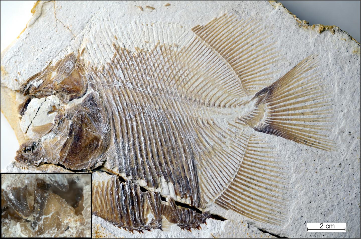 Newly Identified Piranha-Like Fish from the Jurassic