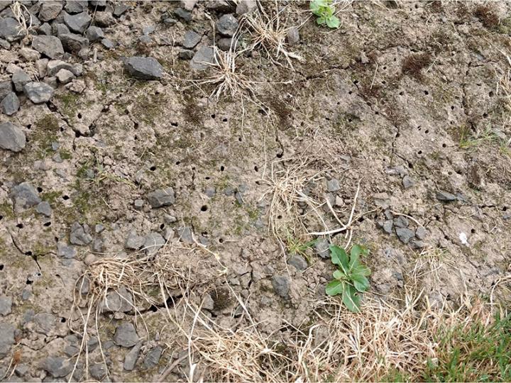 Ground bee holes
