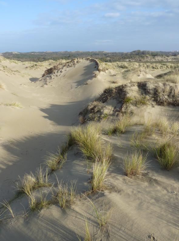 Belgian Coastal Dunes
