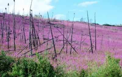 Fireweed and Burned Landscaped