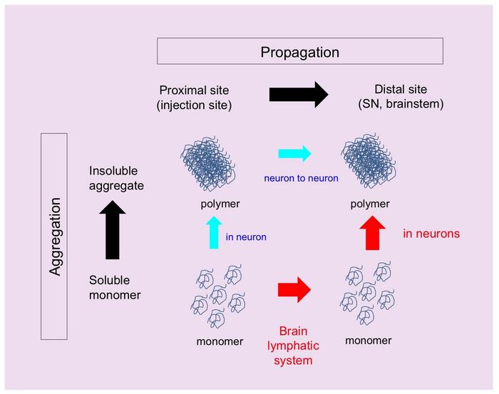 Figure 2  Two different propagation pathways