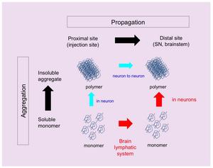 Figure 2  Two different propagation pathways