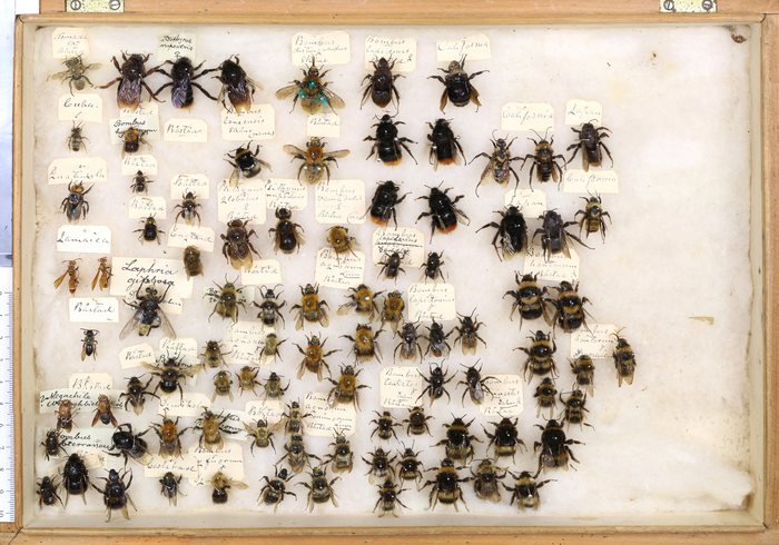 Museum bumblebees