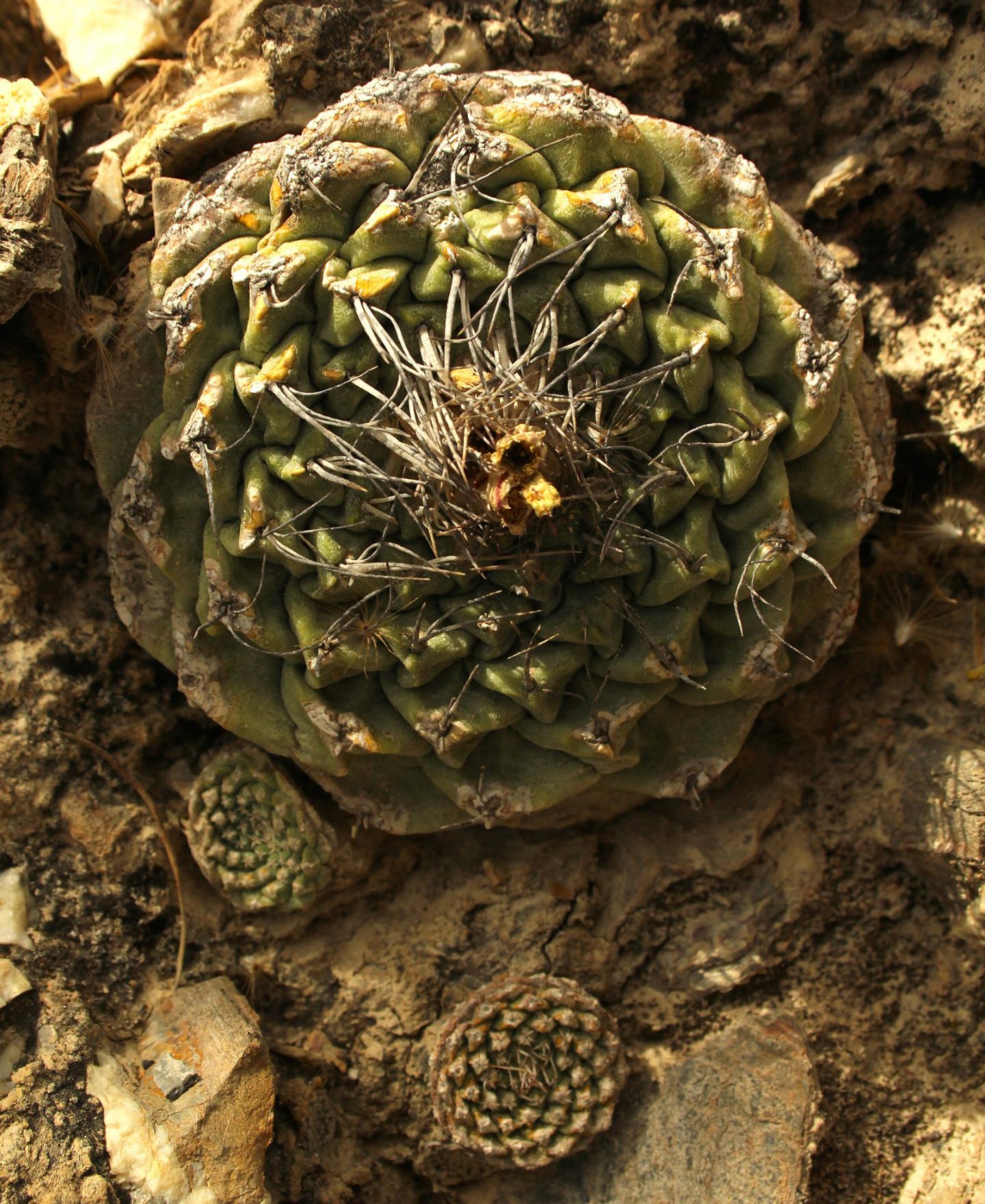 Disc Cactus in the Wild