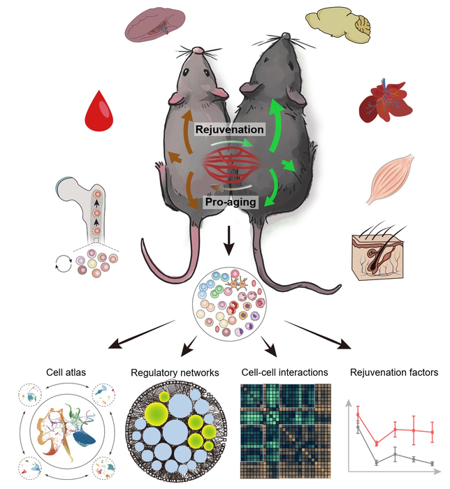 Systematic biology study on how young blood promote the rejuvenation of multiple tissues and organs