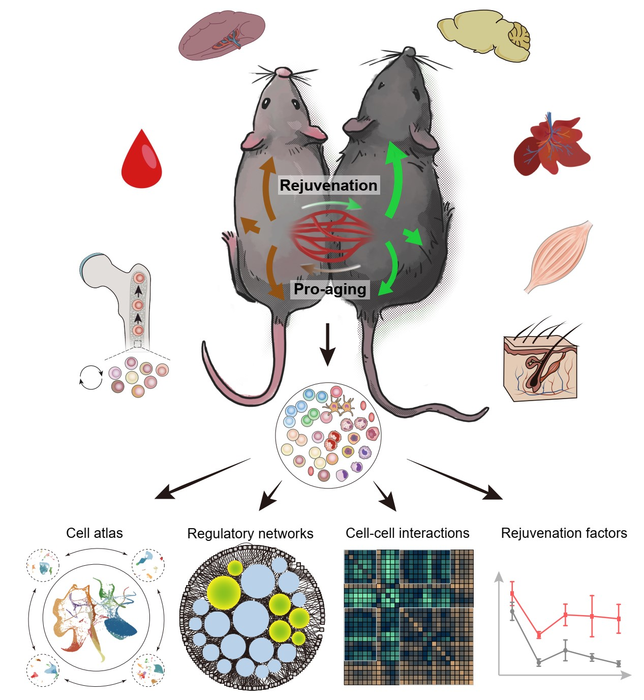 old-mice-young-milieu-understanding-how-age-eurekalert
