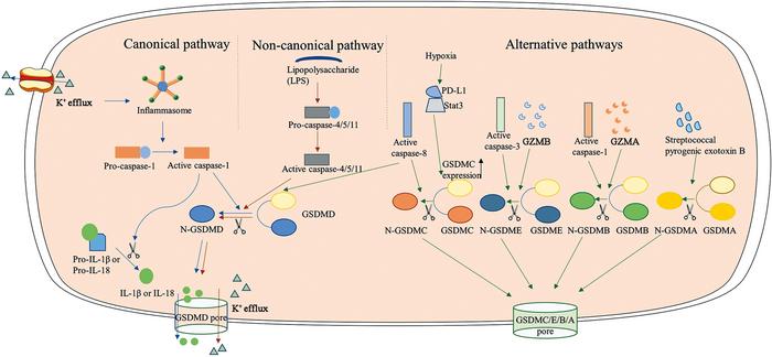 Three pathways involved in pyroptosis, a type of programmed cell death