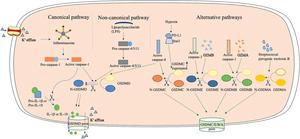 Three pathways involved in pyroptosis, a type of programmed cell death