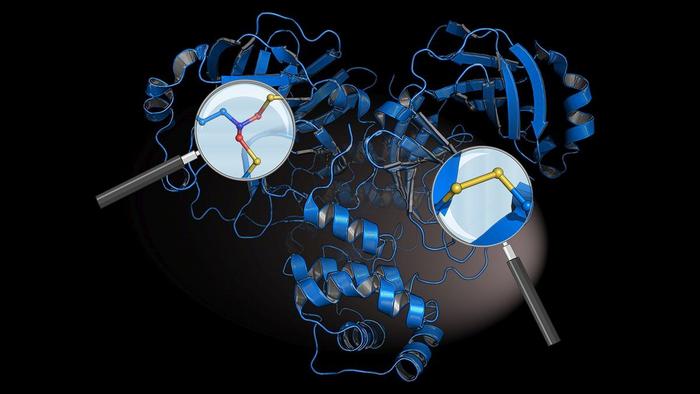 Atomic structure of the main protease of the coronavirus SARS-CoV-2 showing the newly discovered chemical protection switches SONOS (magnifying glass on the left) and disulphide (magnifying glass on the right)