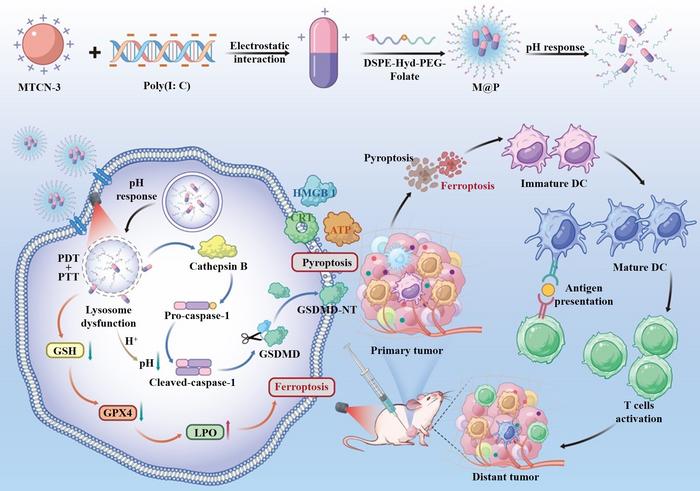 Figure |Illustration of multifunctional nanoplatforms M@P inducing cancer cells pyroptosis and ferroptosis for cancer photoimmunotherapy.