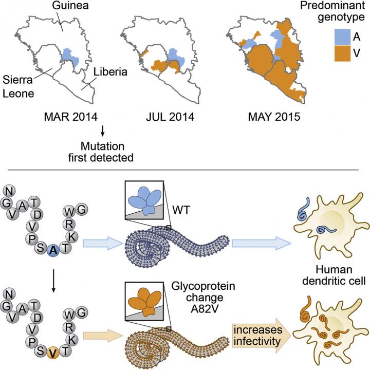 Ebola Glycoprotein Mutant