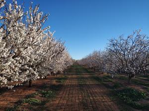 Almond plantation in bloom in Australia