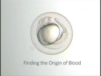 Origin of Blood Stem Cells