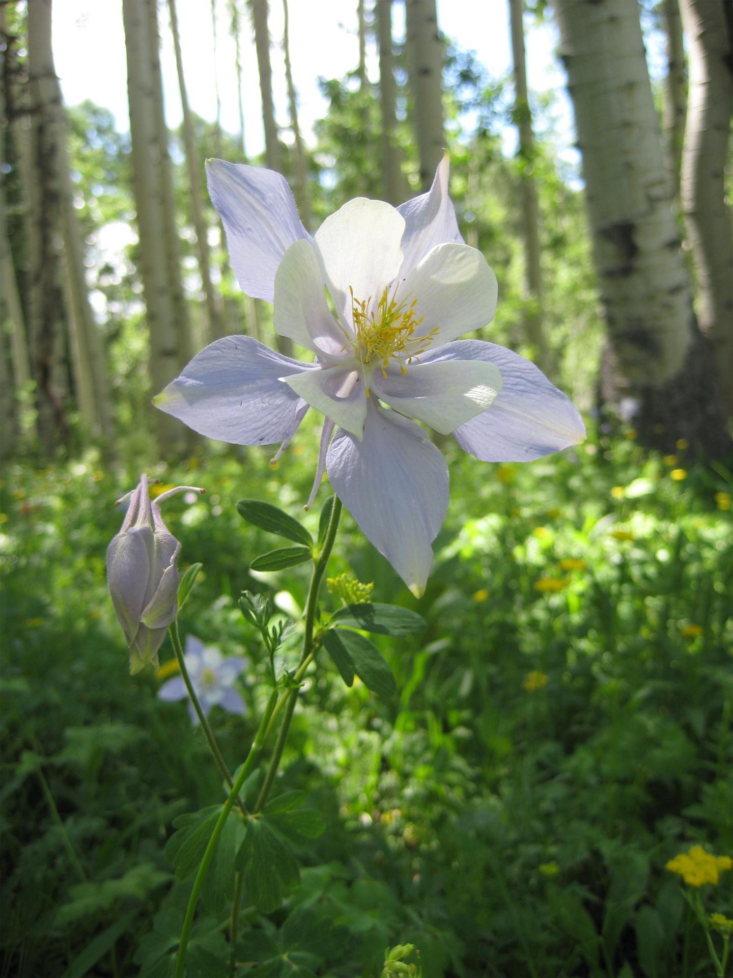 A Colorado blue columbine with pollen visible