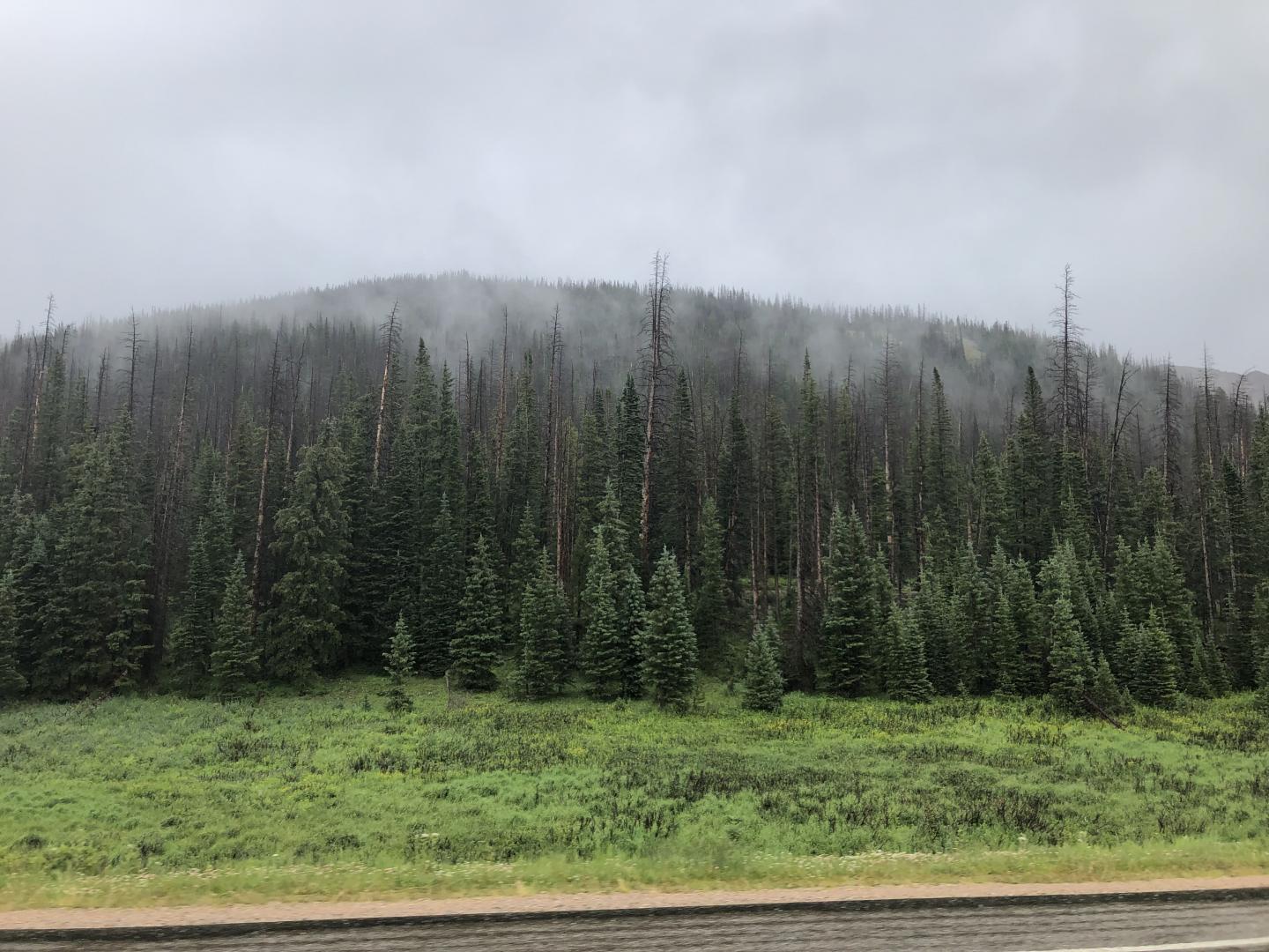 Spruce beetle-affected forest