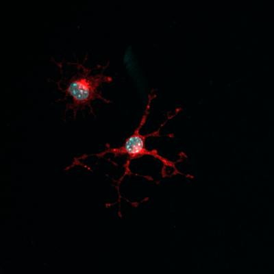 Optogenetics Links Neuronal Activity to Adaptive Changes in Myelin (5 of 6)