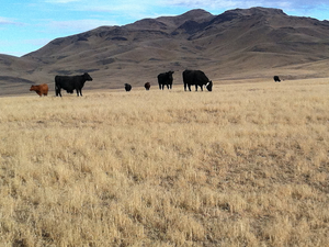 Fire danger reduced through grazing reduction of cheatgrass