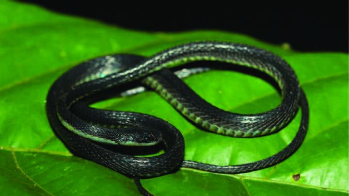 Three New Fishing Snake Species Fished Out Of The Andean Slopes In South America (1/3)