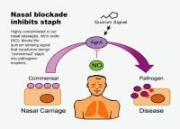 Graphic-nitric Oxide's Role in Taming Staph