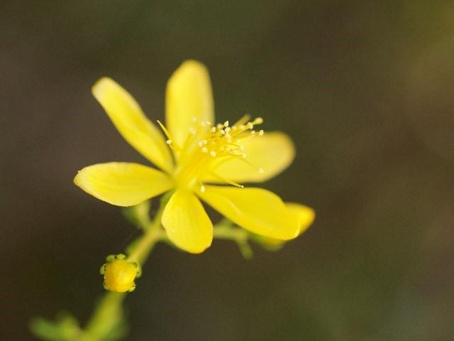 Flower of St. John's Wort