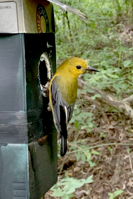 Warbler at nest