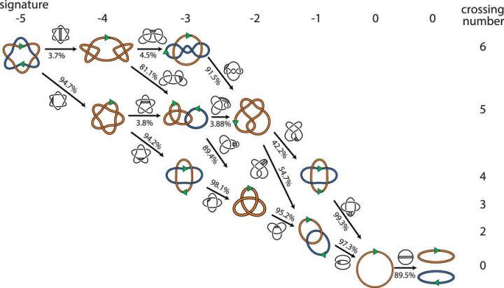Unraveling a Knotty Problem in DNA
