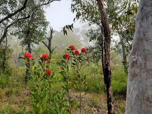 Australian ecosystem