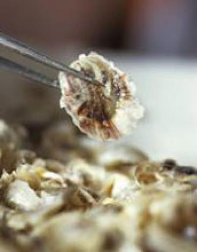 Forceps Holding Spat or Oyster Seed at the Hatfield Marine Science Center in Newport, Ore.
