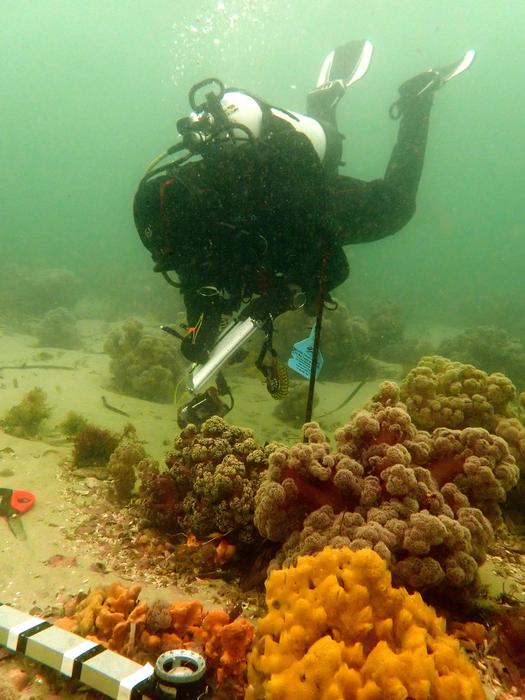 Meryl Larkin monitoring progress of corals