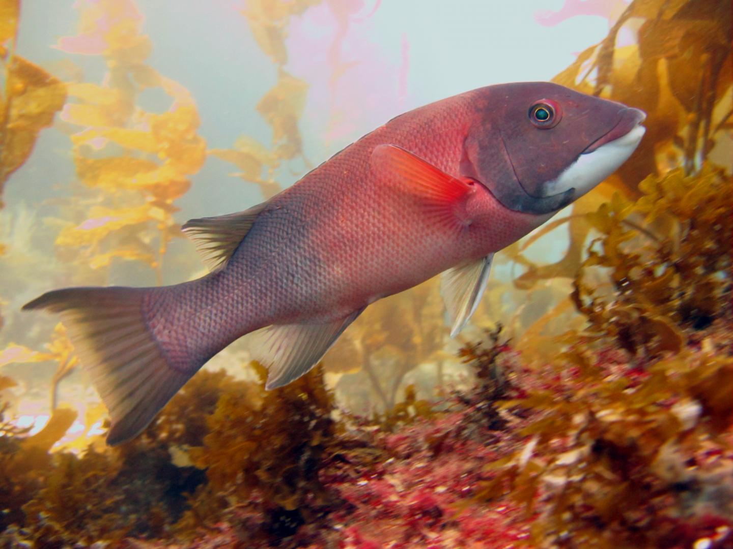 Transitional Sheephead