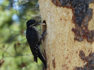 Black-backed woodpecker