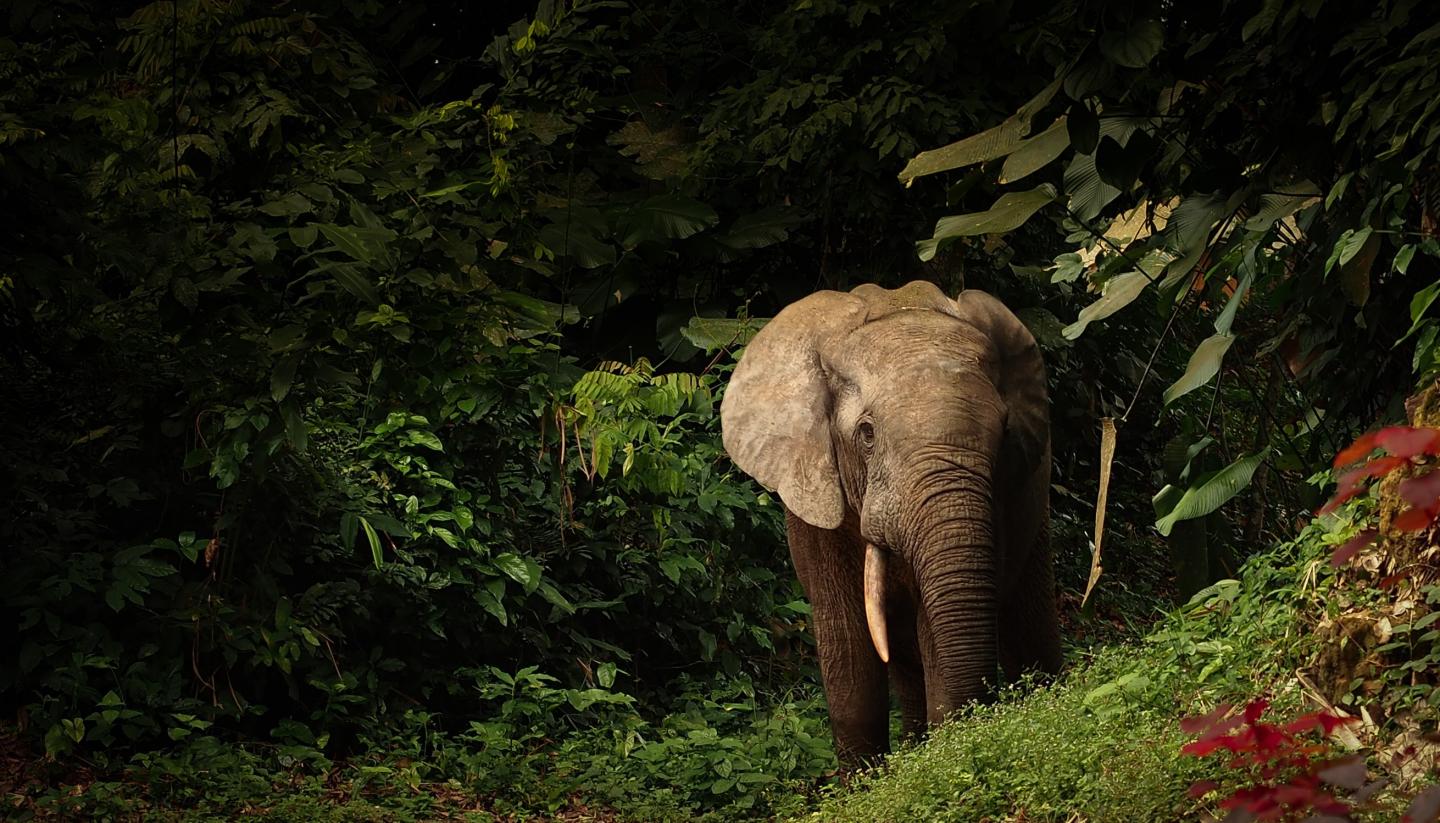 Forest Elephant