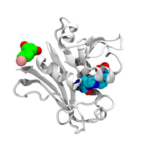 Protein Structure of DHFR