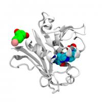 Protein Structure of DHFR