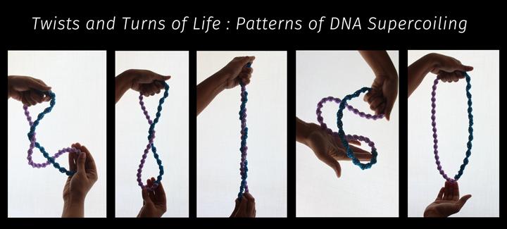 Twists and Turns of Life: Patterns of DNA Supercoiling