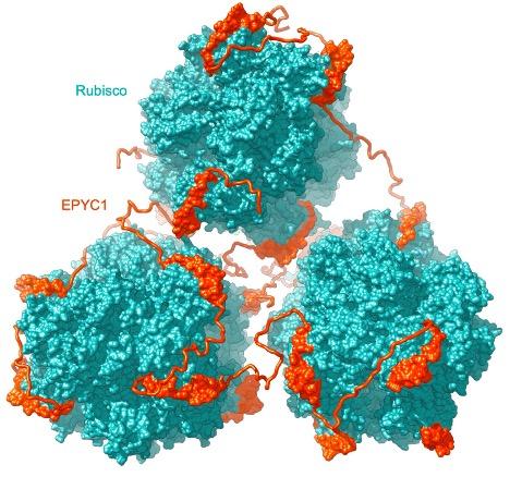 Rubisco and EPYC1 in the pyrenoid matrix