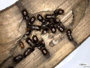 Nest of a black stem borer