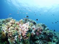 Paluan Coral Reef