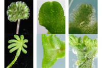 Male and Female Liverwort Plants with and Without microRNA156/529