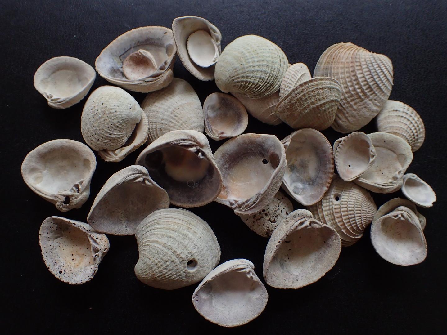 Shells Provide Deep-Time Look at Marine Habitats