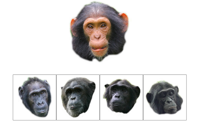 Chimpanzees trial figure