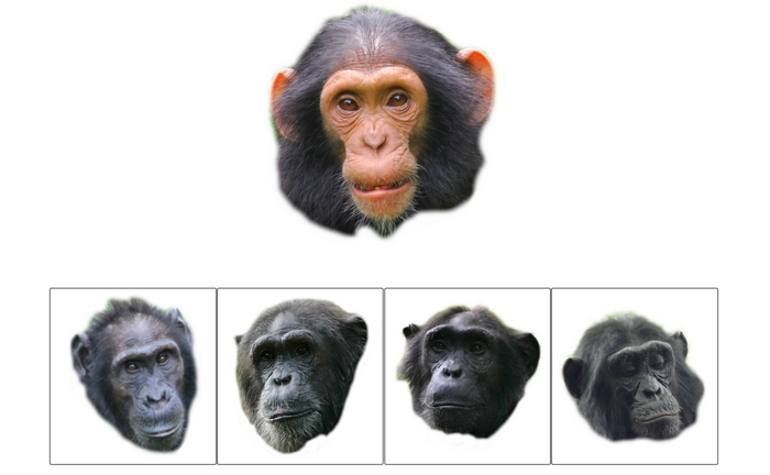 Guess Who? Chimpanzee faces reveal family rel | EurekAlert!