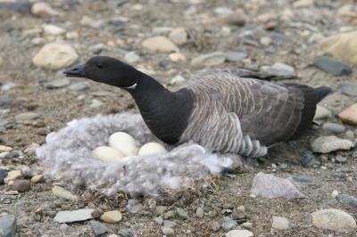 Light-bellied Brent Goose