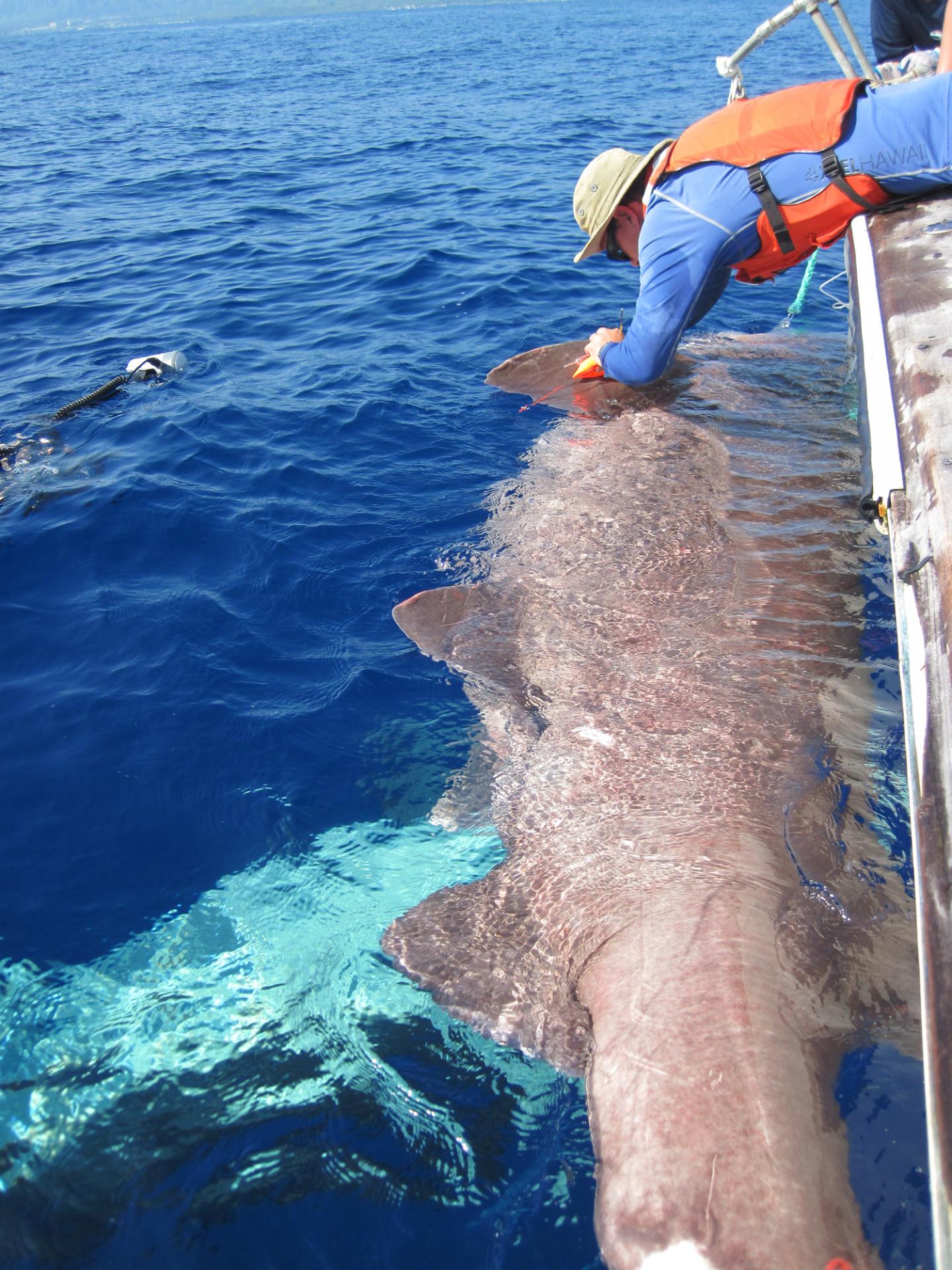 Attaching an Accelerometer to a Sixgill