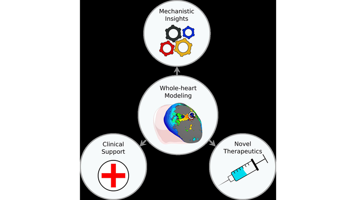 Whole-heart ventricular arrhythmia modeling can improve mechanistic insights and clinical support