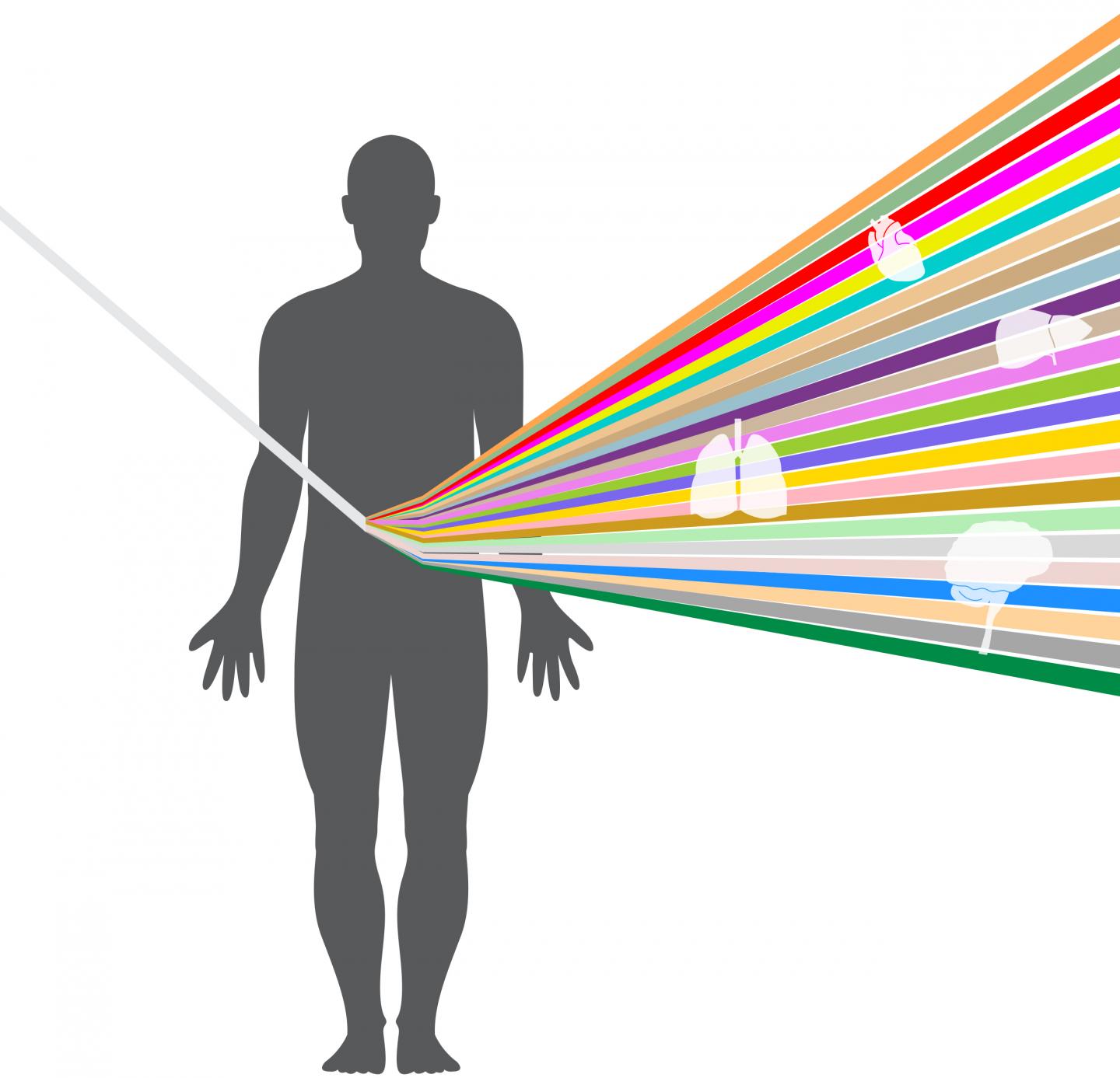 GTEx How Our Code Regulates Gene Exp EurekAlert!