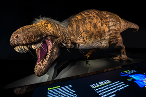 T. rex model