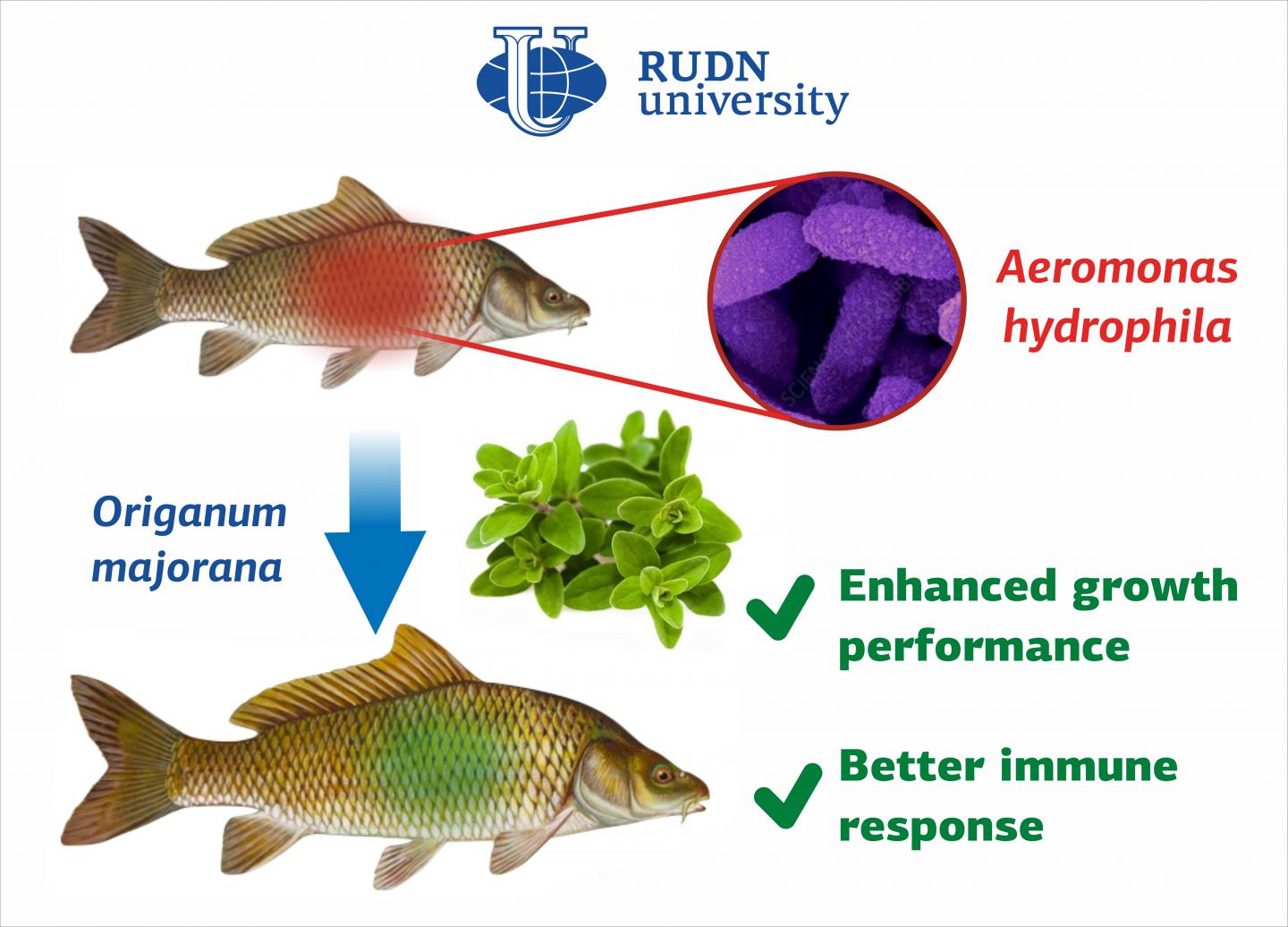 Marjoram Supports Health and Weight Gain in Carps, Say Biologist from RUDN University
