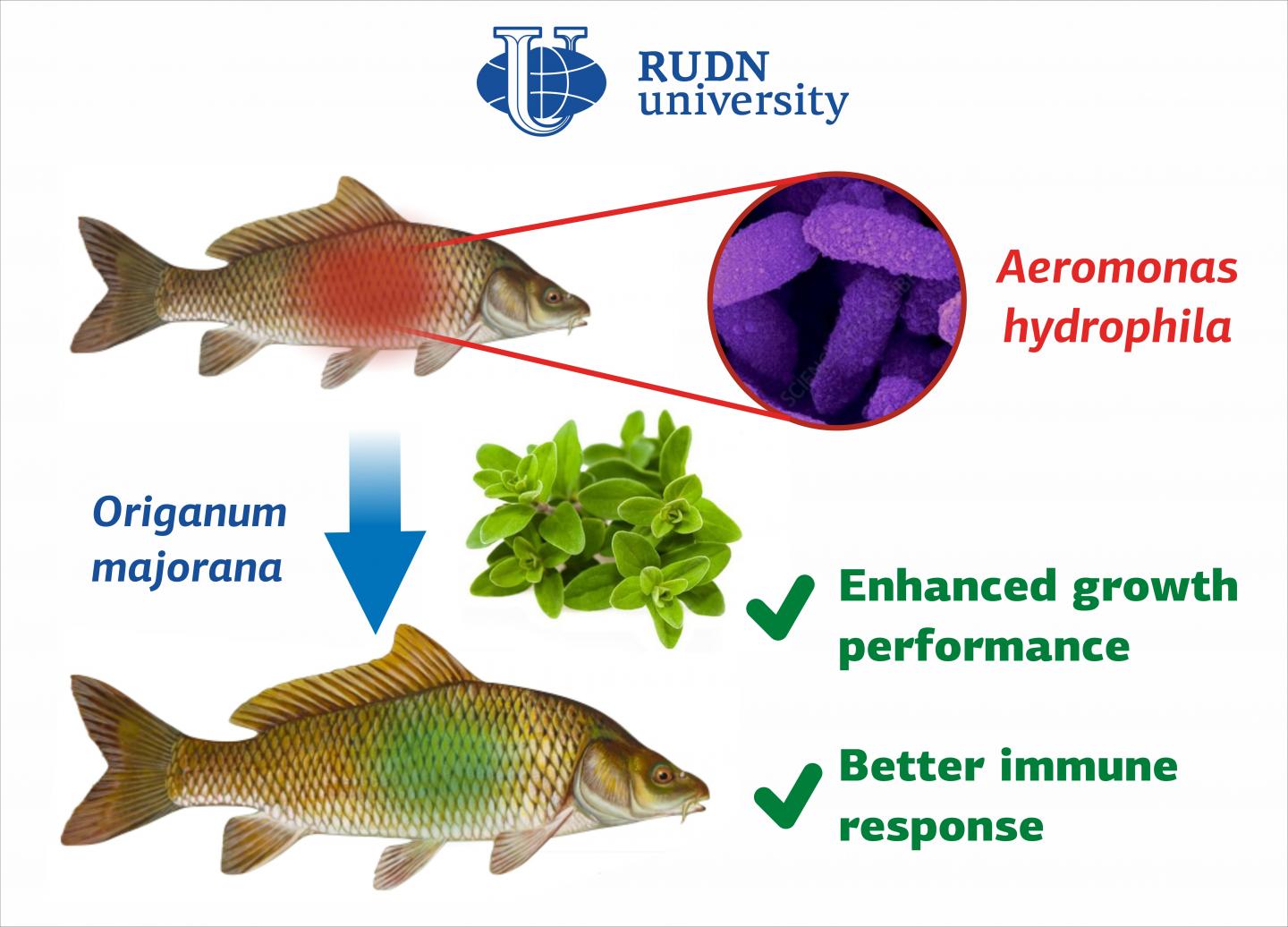 Marjoram supports health and weight gain in c