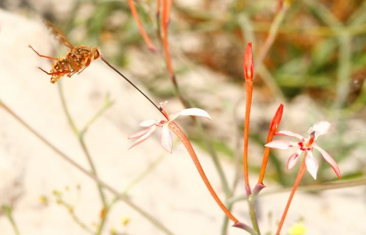 Long-Tongue Fly Visiting the Long-Tubed Iris, <em>Lapeirousia Anceps</em>